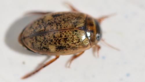Agabus nebulosus